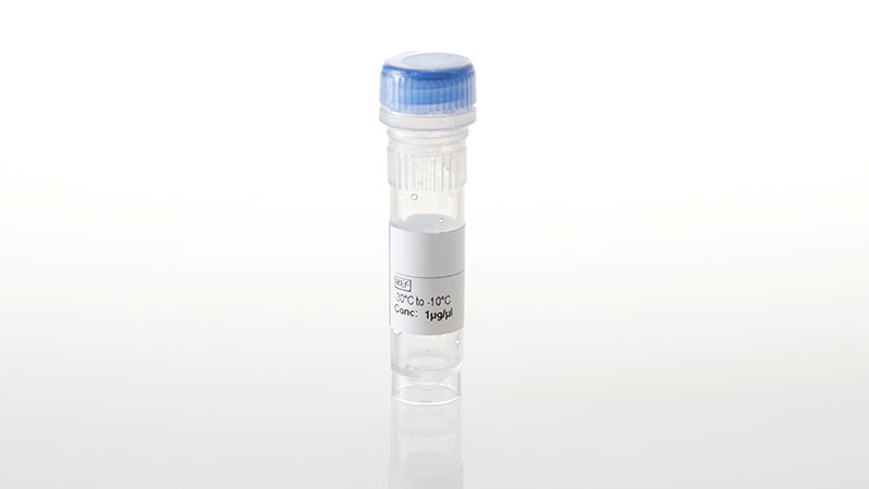 NV2491_NanoLuc--BRSK1 Fusion Vector- 20ug