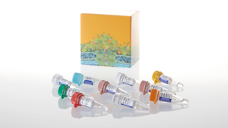 P1300_RiboMAX--Large-Scale-RNA-Production-Sys_3