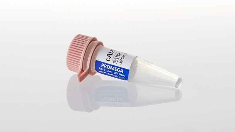 V6421_cAMP-1mM--500ul_3