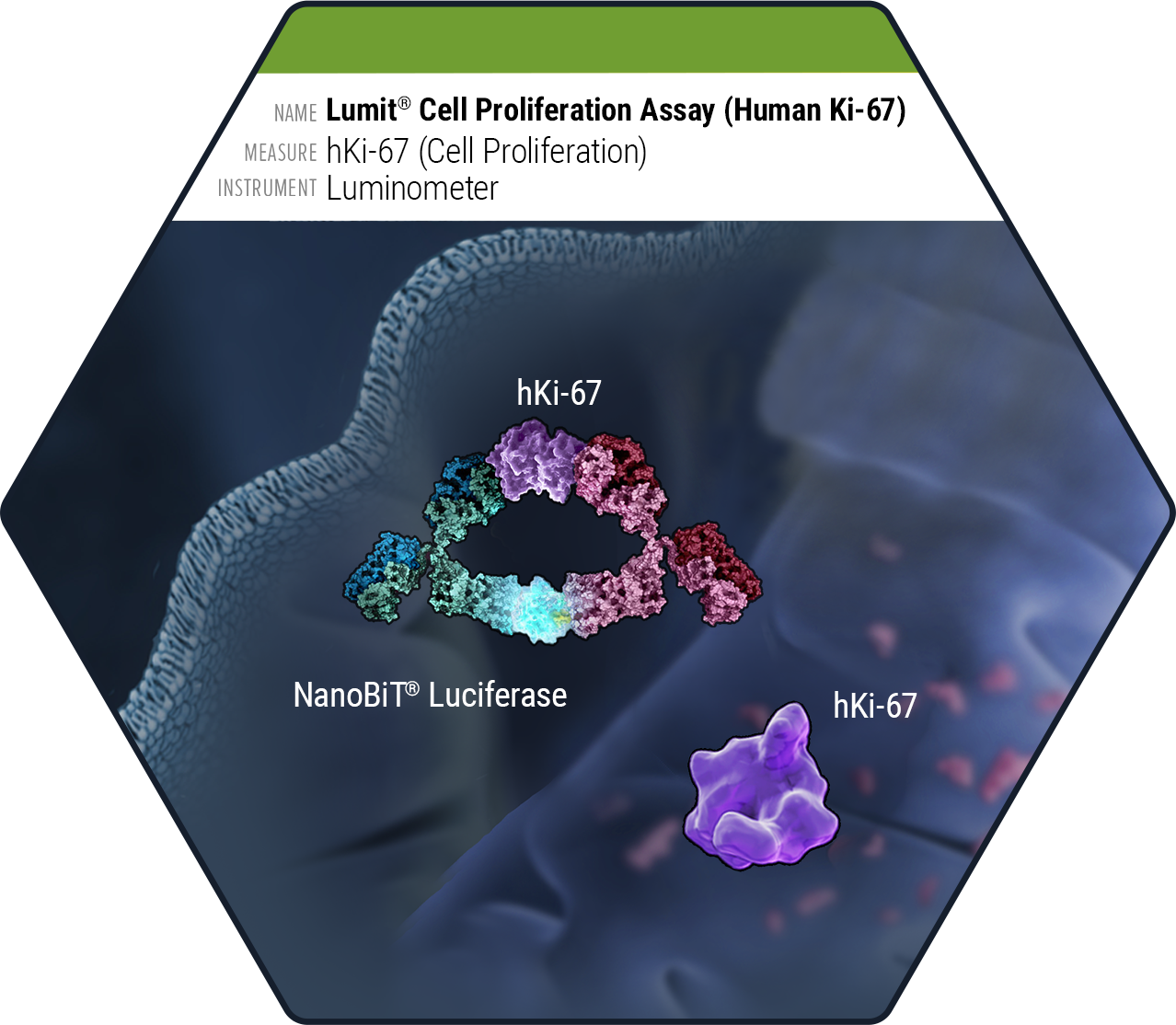 Diagram of the Lumit Cell Proliferation Assay (Human Ki-67) showing NanoBiT Luciferase complementation with hKi-67 protein as a marker of actively dividing cells