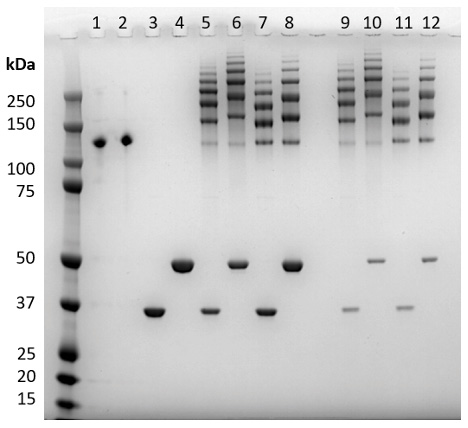 figure-1b