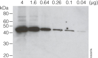 Western blot (immunoblot) for β-actin in cytoplasmic lysate from HEK293T cells.
