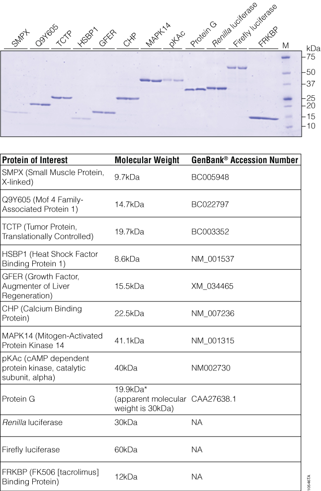 SDS-PAGE Analysis of purified proteins