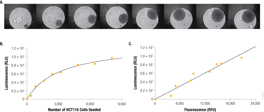 CellTiter-Glo 3D Assay: ATP Content in 3D Cultures is Proportional to DNA Content and Viable Cell Number 12387TA