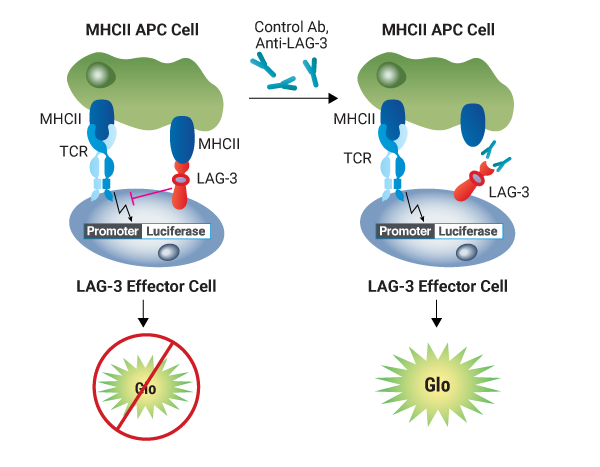 lag-3-mhcii-blockade-bioassay