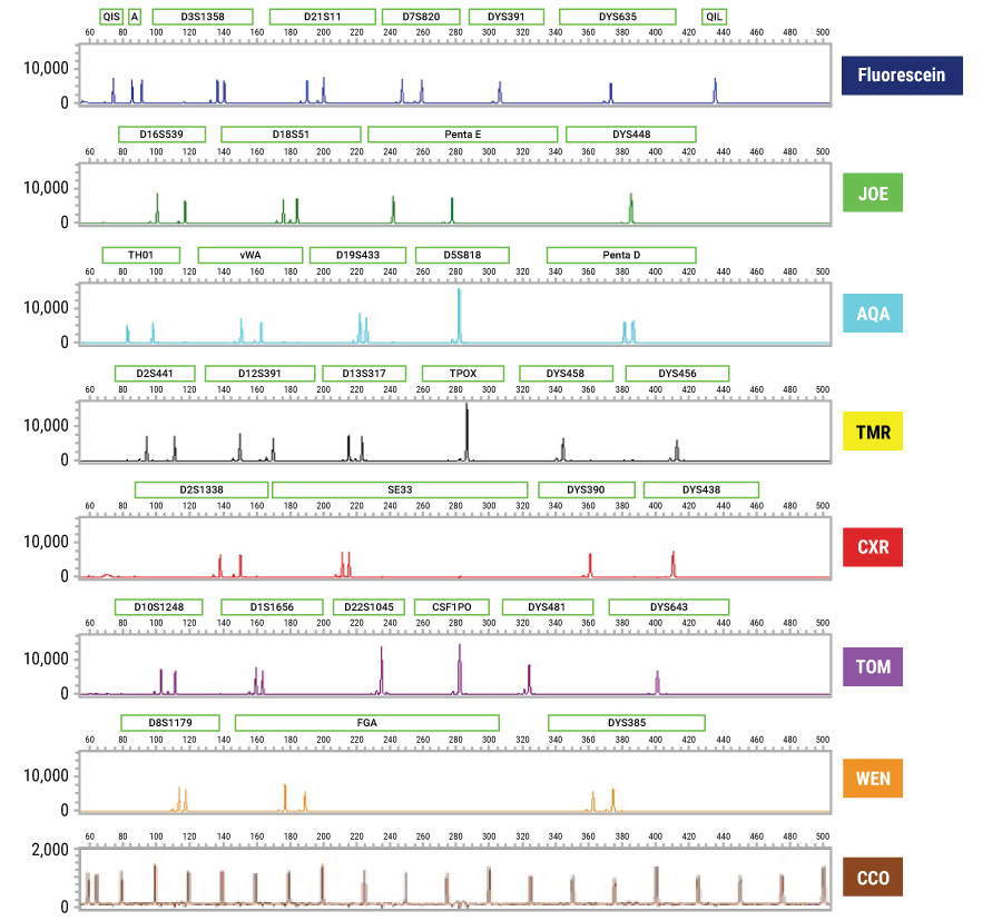 Electropherogram of extracted DNA amplified using the PowerPlex® 35GY System.