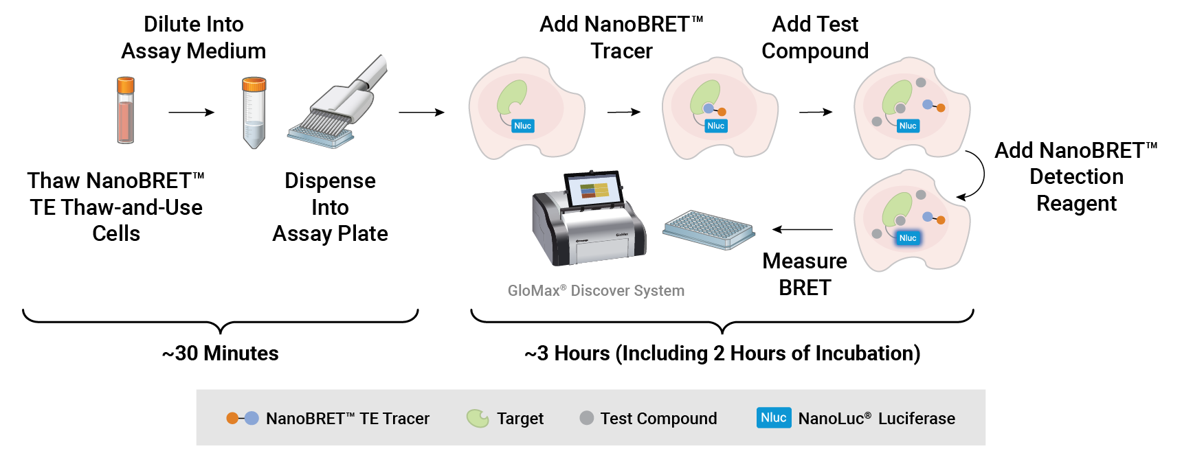 Illustration of NanoBRET™ TE Intracellular E3 Ligase Assay simplified workflow.