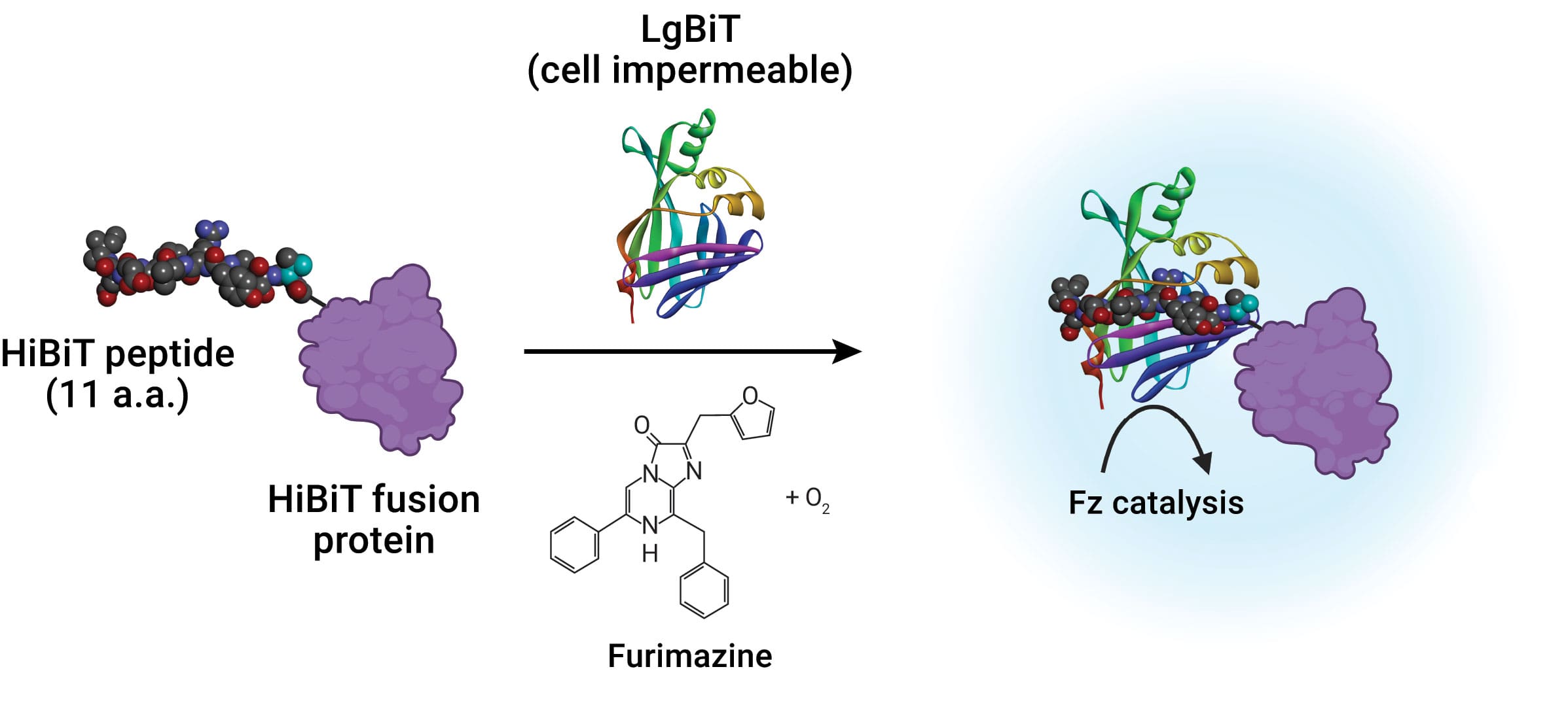 The Bio-Glo-NB™ Luciferase Assay Systems provide a highly sensitive, robust and homogeneous reagent for the detection of cell killing in Promega TCK Bioassays.
