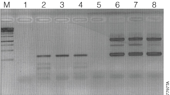 Results of mouse tail genotyping with a heterozygous mouse.