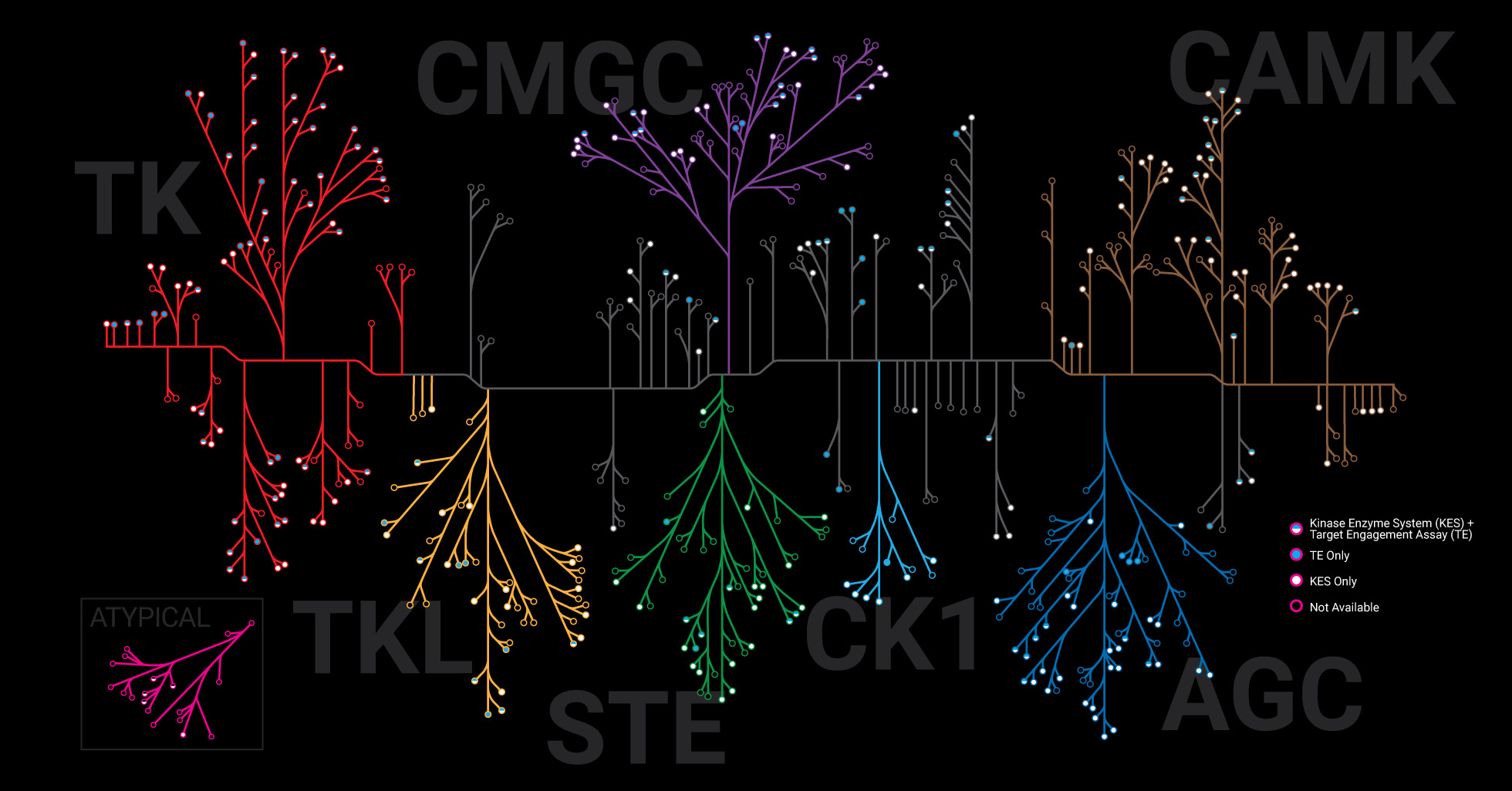 Kinase Family Map