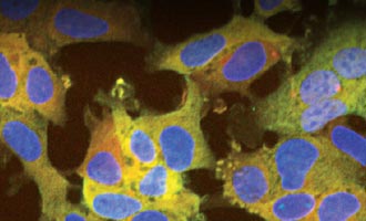 ICC using HaloTag pAb Resource